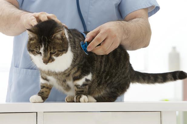 Veterinary technician examining cat