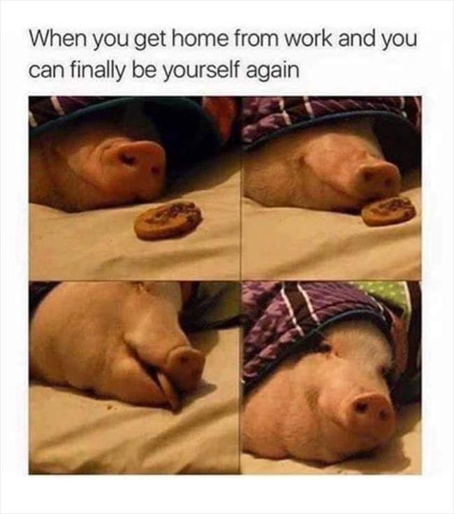 A pig under a blanket eating a cookie. 