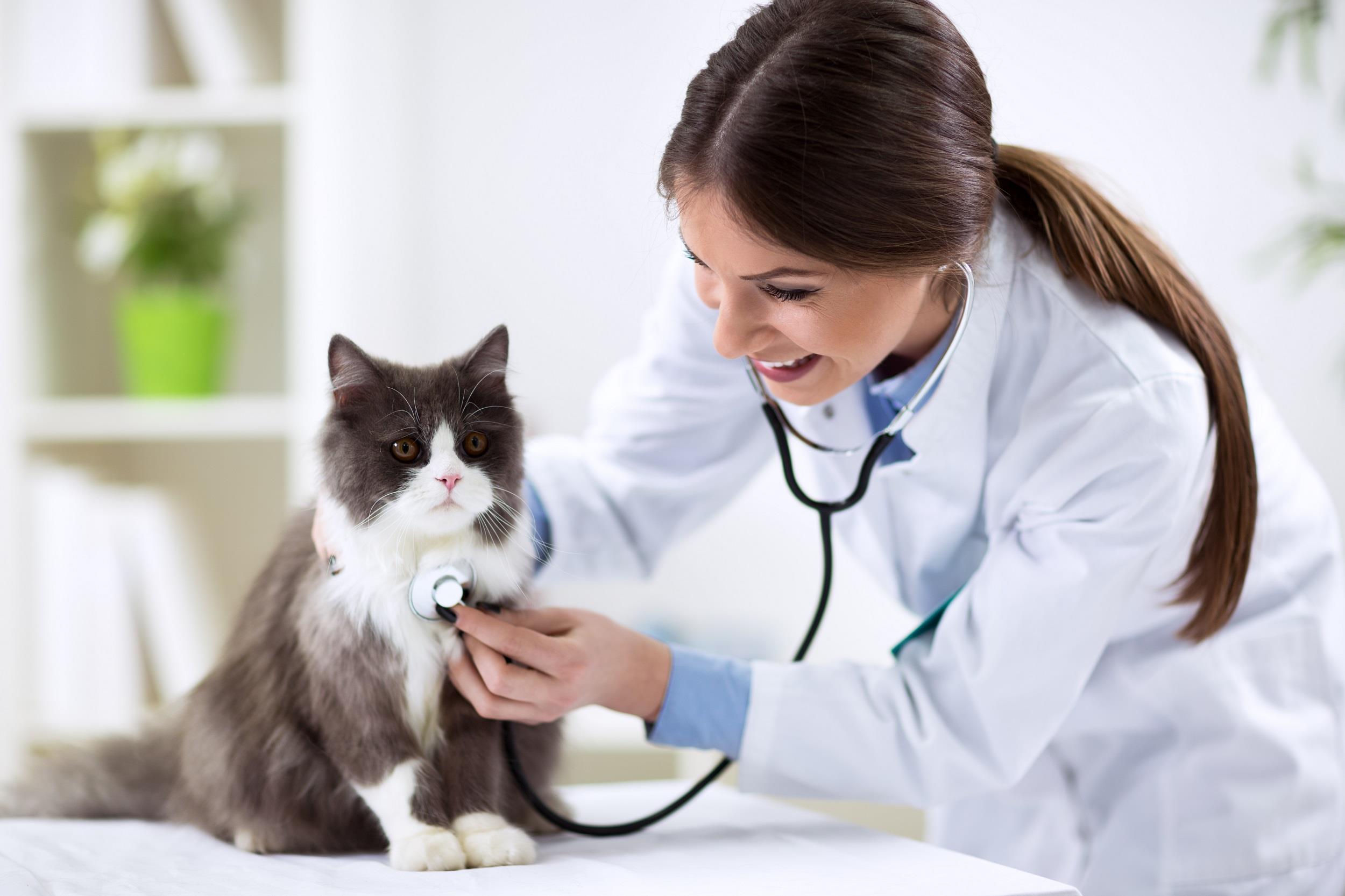 young veterinarian with cat