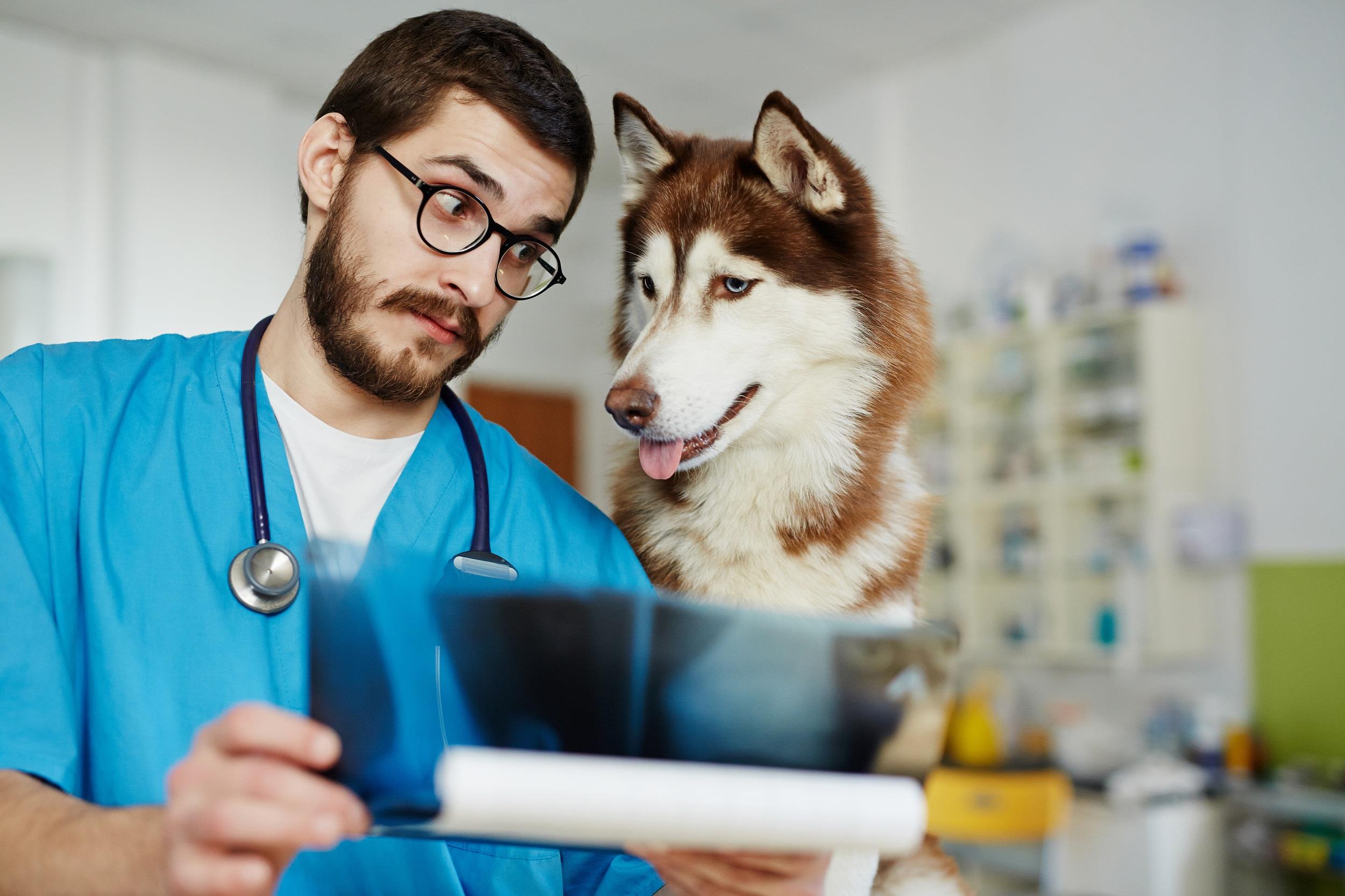 young veterinarian with husky
