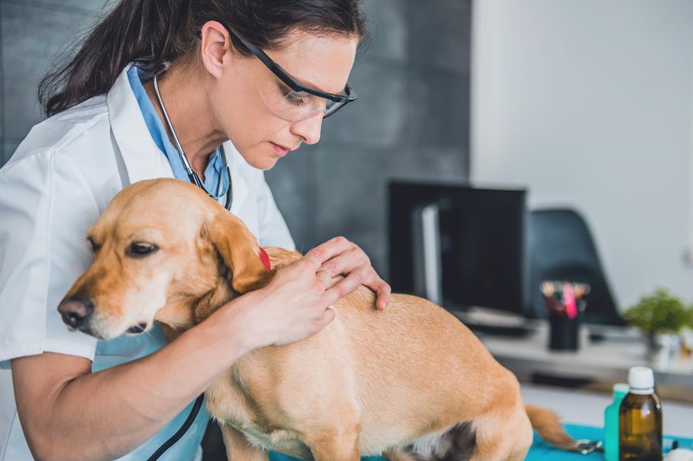 female veterinarian performing a skin check on a dog