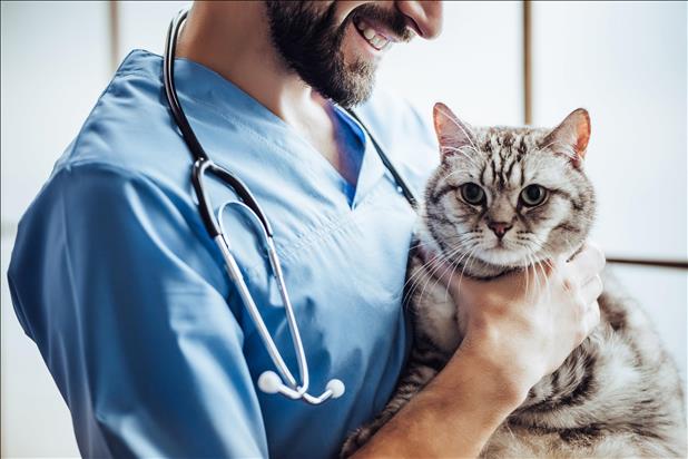 male veterinarian smiling while holding a cat