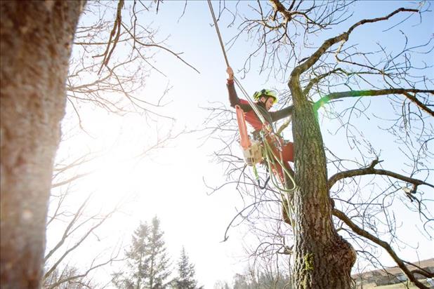 arborist working near the top of a tree