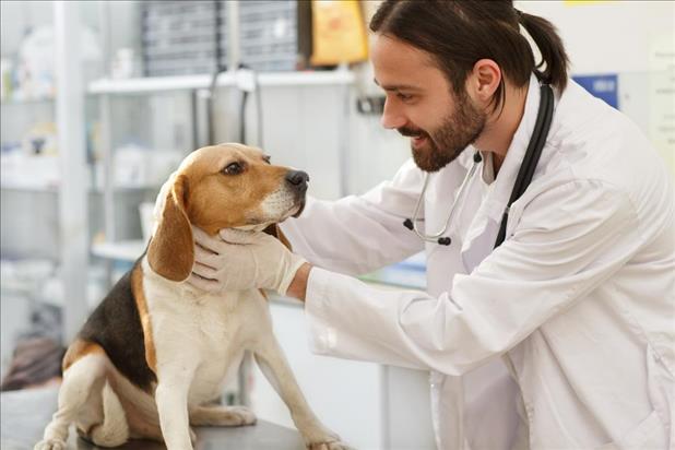 young veterinarian examining a beagle