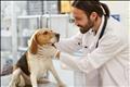 young veterinarian examining a beagle